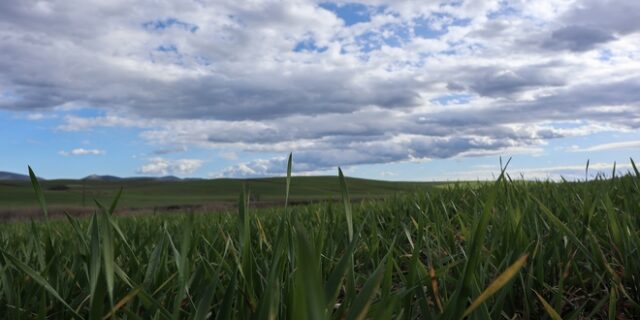 Τρίκαλα: Αγρότες βάζουν μουσική στα χωράφια για να διώξουν τα αγριογούρουνα