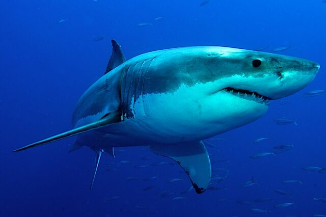 Αυστραλία: Νεκρός 17χρονος σέρφερ από επίθεση καρχαρία
