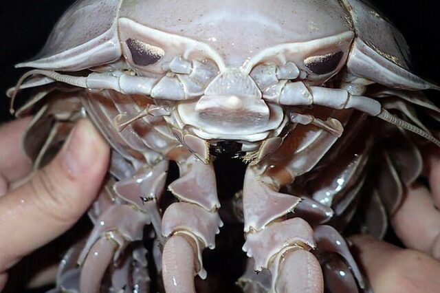 Ανακαλύφθηκαν γιγάντιες θαλάσσιες “κατσαρίδες”