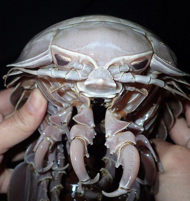 Ανακαλύφθηκαν γιγάντιες θαλάσσιες “κατσαρίδες”