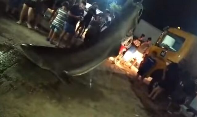 Πάτρα: Έβγαλαν καρχαρία τεσσάρων μέτρων με γερανό