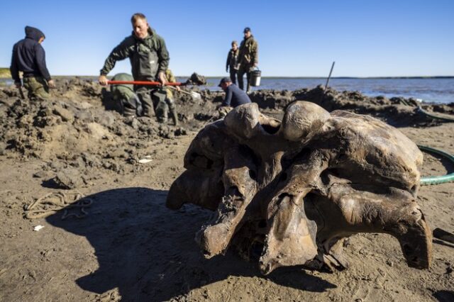 Σιβηρία: Λείψανα μαμούθ ηλικίας 10.000 ετών βρέθηκαν σε λίμνη