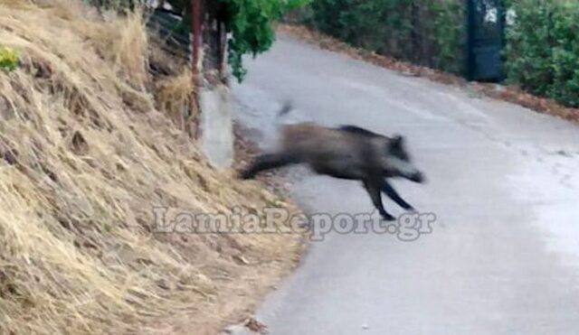 Φθιώτιδα: Αγριογούρουνα “κόβουν βόλτες” σε αυλές και δρόμους