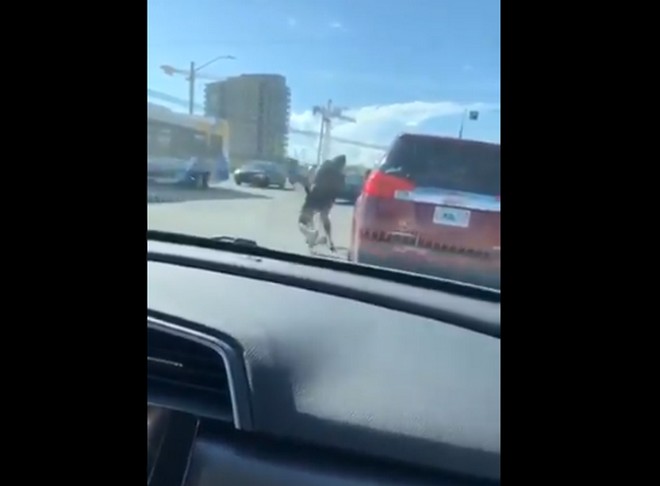 Βίντεο οργής: Γυναίκα χτυπάει με μανία άλλη με τον σκύλο της