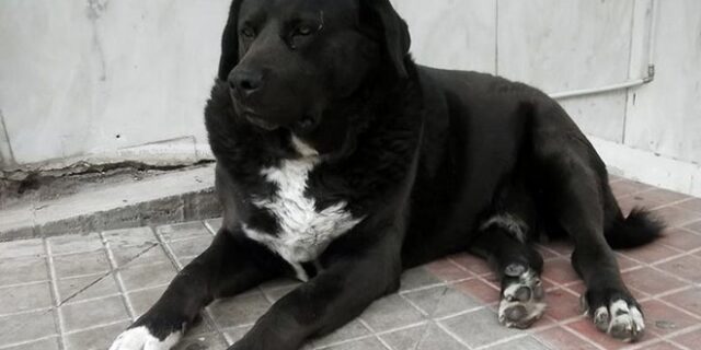 Ο “αγαθός γίγαντας”, σήμα κατατεθέν της Λαμίας δεν είναι πια μαζί μας