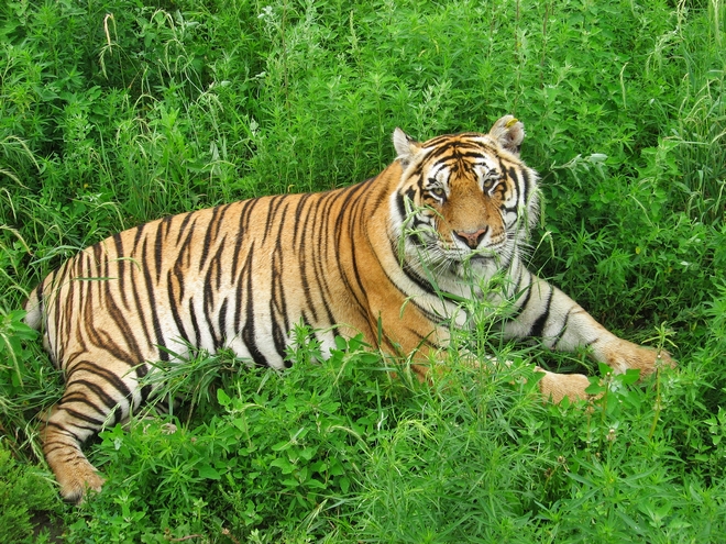 Ελβετία: Φύλακας ζωολογικού κήπου πέθανε όταν της επιτέθηκε μια τίγρη