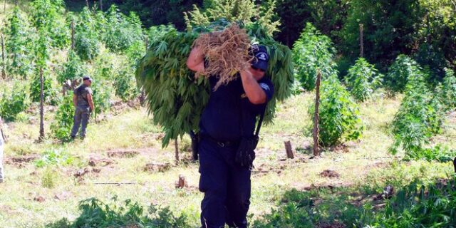 Ταΰγετος: Σε τρία επίπεδα η χασισοφυτεία κακοποιών που πυροβόλησαν και τραυμάτισαν αστυνομικούς