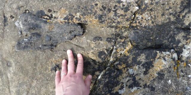 Επιστήμονας “σκόνταψε” σε απολίθωμα δεινοσαύρου