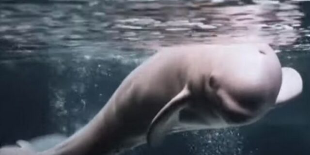 Φάλαινες μπελούγκα απελευθερώθηκαν μετά από 9 χρόνια