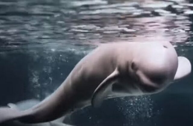 Φάλαινες μπελούγκα απελευθερώθηκαν μετά από 9 χρόνια