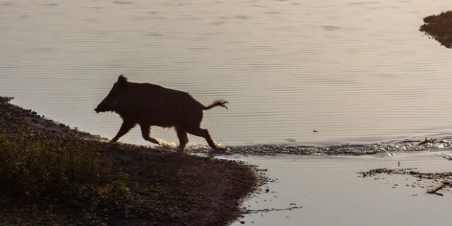 Αγριογούρουνο βγήκε για κολύμπι στη Βαλτική θάλασσα – Επιστρέφοντας όρμησε στους λουόμενους