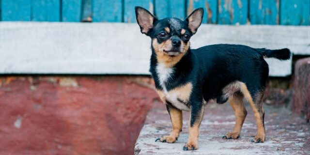 ΗΠΑ: Σκυλίτσα έσωσε το “αφεντικό” της που έπαθε εγκεφαλικό