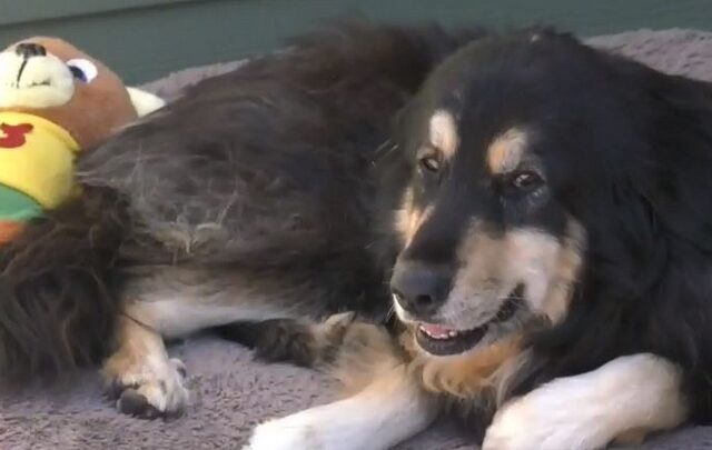 Σέρφερς έσωσαν σκυλί, παγιδευμένο επι τρεις μήνες σε σπηλιά