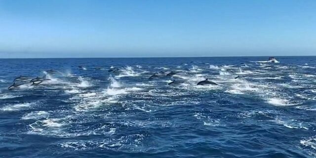 Μαγευτικό θέαμα από κοπάδι εκατοντάδων δελφινιών