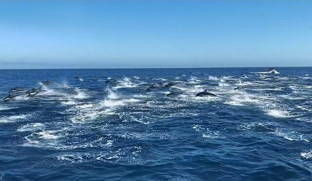 Μαγευτικό θέαμα από κοπάδι εκατοντάδων δελφινιών