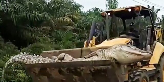 Έπιασαν και αποκεφάλισαν κροκόδειλο “δαίμονα” 500 κιλών