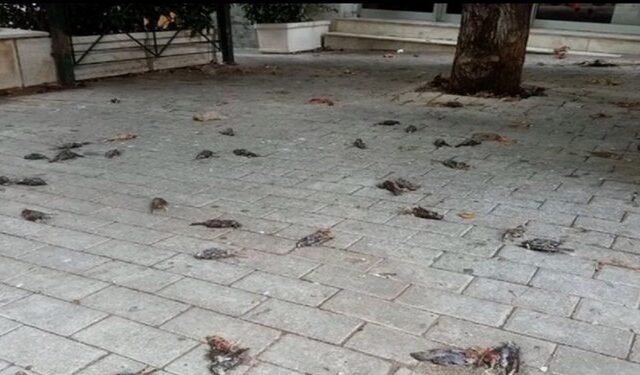 Εύβοια: Νεκρά πουλιά και ερπετά ξεβράστηκαν σε παραλίες της Στερεάς Ελλάδας