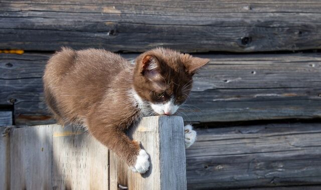 “Σπιτάκια” για γάτες τοποθέτησε ο Δήμος Αθηναίων