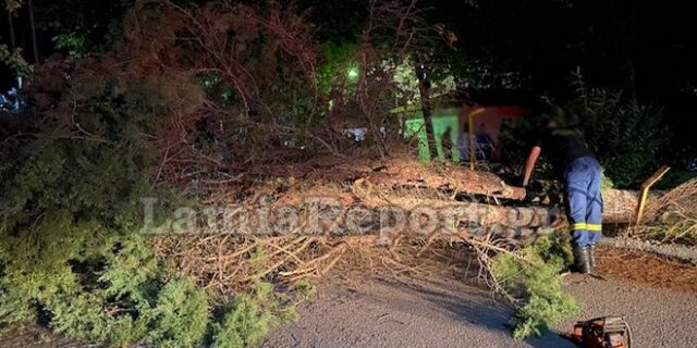 Δέντρο καταπλάκωσε γυναίκα στον Καραβόμυλο Λαμίας