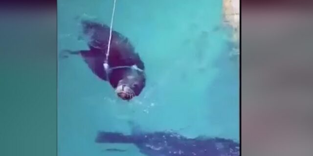 Έβαλαν θαλάσσιο λιοντάρι να τραβάει βάρκα με σκοινί γύρω από το λαιμό του