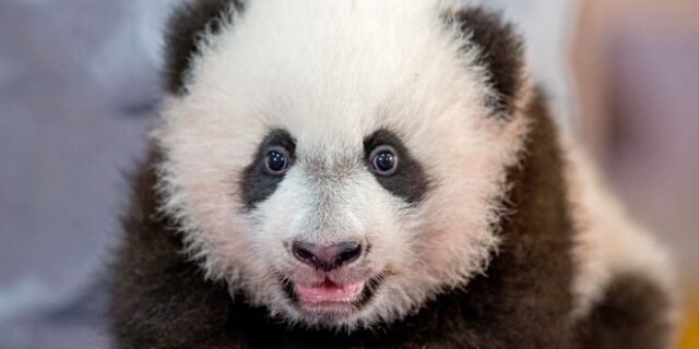 Βίντεο: Η γέννηση ενός μωρού πάντα “έριξε” το διαδίκτυο