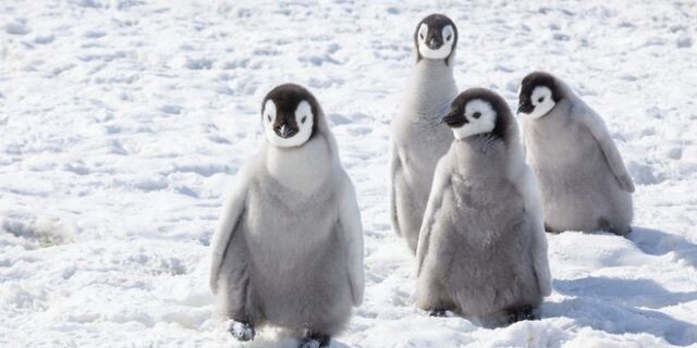 Ανακαλύφθηκαν νέες αποικίες αυτοκρατορικών πιγκουίνων
