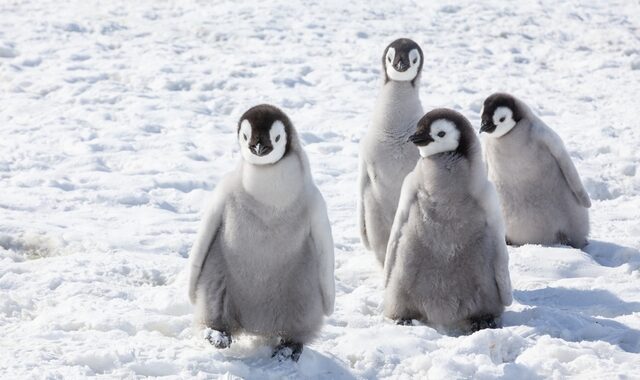 Ανακαλύφθηκαν νέες αποικίες αυτοκρατορικών πιγκουίνων