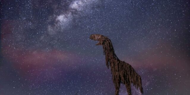 Αυστραλία: Καλλιτέχνης δημιουργεί γλυπτά ζώα από ξύλα που ξεβράζει ο ωκεανός