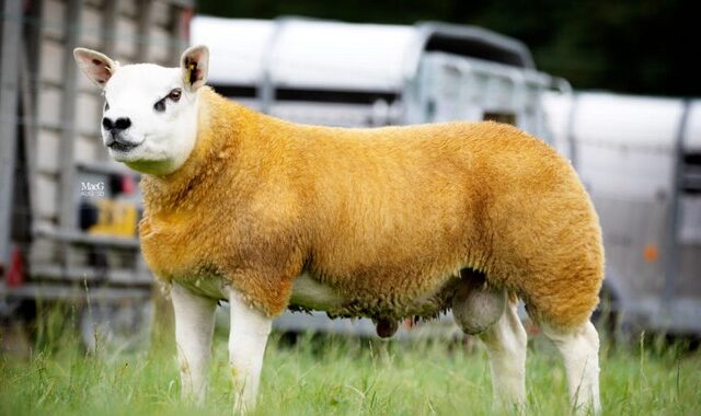 “Χρυσό” πρόβατο δημοπρατήθηκε για 412.000 ευρώ