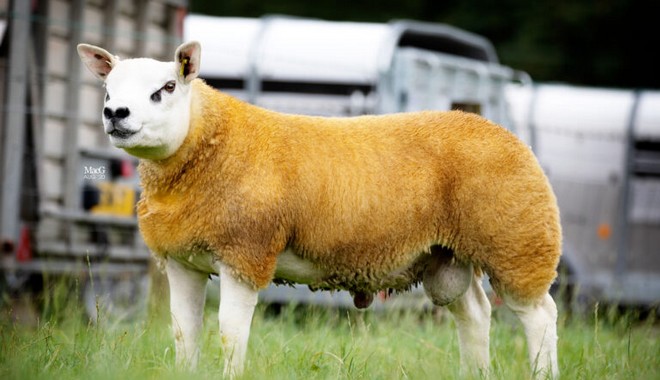 “Χρυσό” πρόβατο δημοπρατήθηκε για 412.000 ευρώ