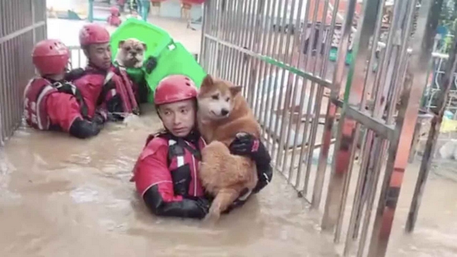 Κίνα: Πυροσβέστες διέσωσαν σκυλάκια από πλημμύρες