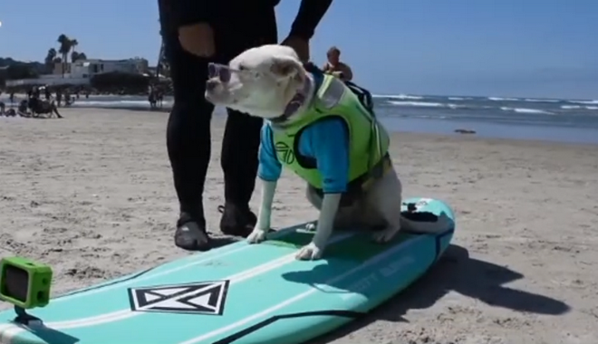 Καλιφόρνια: Σκύλοι – σέρφερ “δαμάζουν” τα κύματα