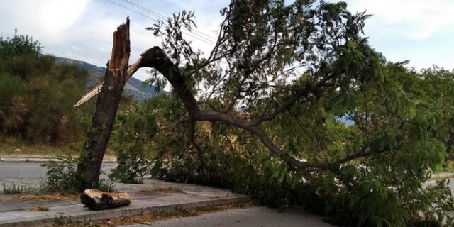 Ξάνθη: Θυελλώδεις άνεμοι ξήλωσαν δέντρα