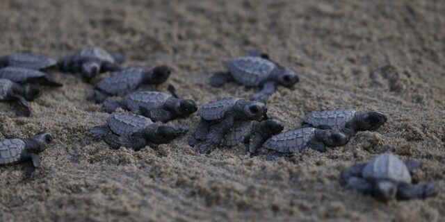 Μπαλί: Χιλιάδες χελωνάκια αφέθηκαν ελεύθερα στη θάλασσα
