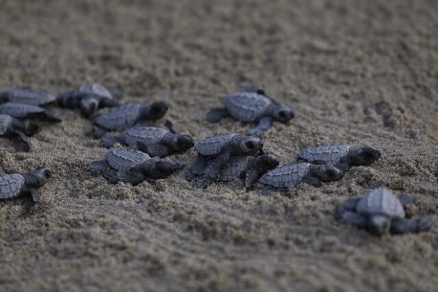 Μπαλί: Χιλιάδες χελωνάκια αφέθηκαν ελεύθερα στη θάλασσα