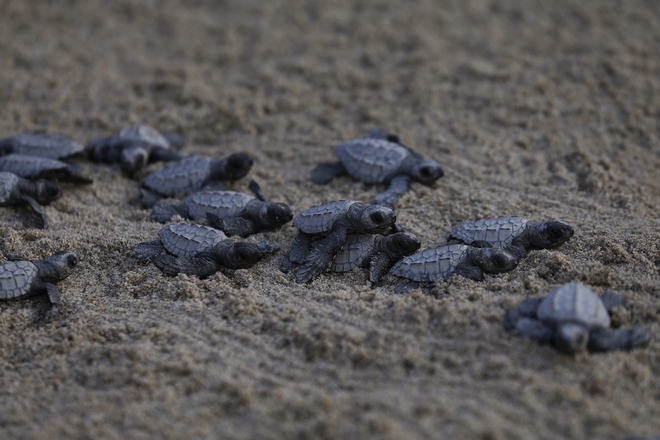 Μπαλί: Χιλιάδες χελωνάκια αφέθηκαν ελεύθερα στη θάλασσα