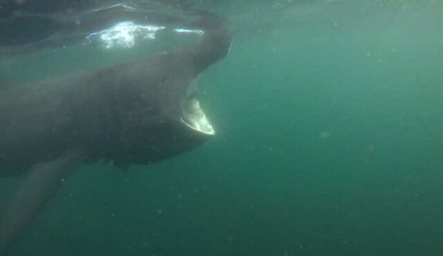 Με κομμένη την ανάσα: Η στιγμή που καρχαρίας 5,5 μέτρων περνά ξυστά από κολυμβητή