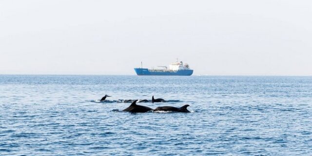 Αγέλη δελφινιών εμφανίστηκε στη θαλάσσια περιοχή Λεμεσού