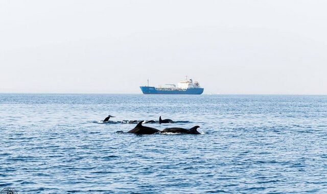 Αγέλη δελφινιών εμφανίστηκε στη θαλάσσια περιοχή Λεμεσού