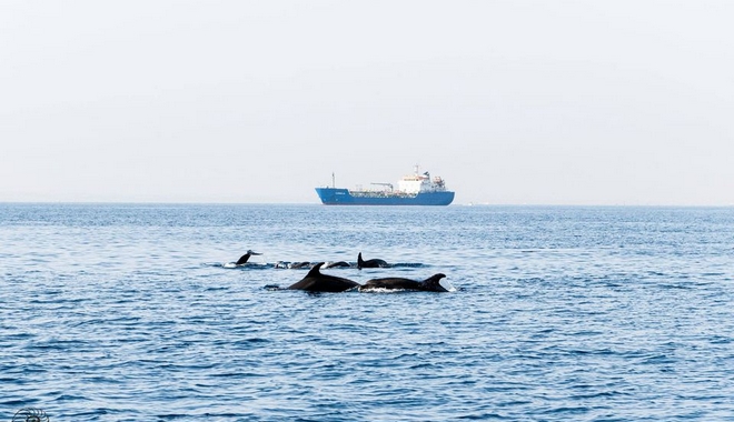 Αγέλη δελφινιών εμφανίστηκε στη θαλάσσια περιοχή Λεμεσού