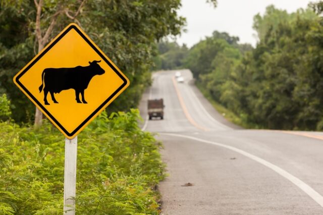 Τροχαίο στην Αμαλιάδα: Μηχανάκι τράκαρε με αγελάδα