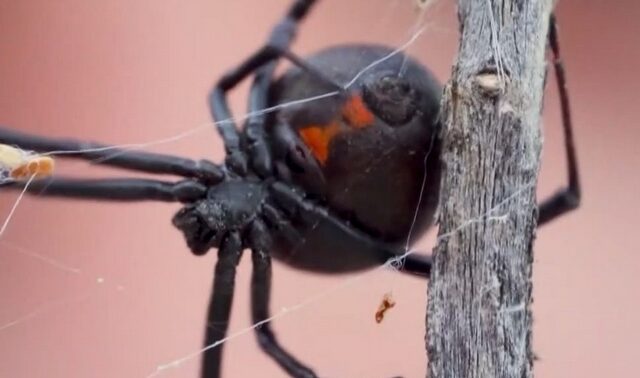 Θρίλερ στο Αίγιο: Αράχνη “Μαύρη χήρα” τσίμπησε 36χρονο – Αγώνας δρόμου για τον ορό
