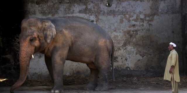 Πακιστάν: Επέτρεψαν στον πιο “μοναχικό ελέφαντα του κόσμου” να φύγει από τον ζωολογικό κήπο