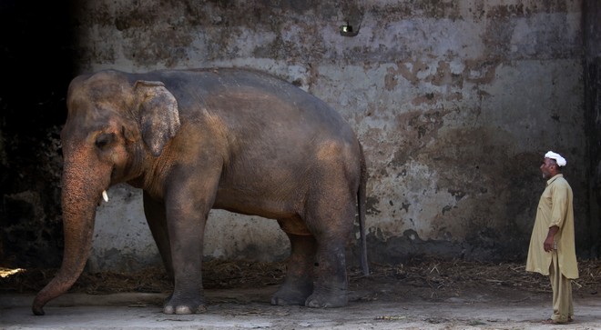 Πακιστάν: Επέτρεψαν στον πιο “μοναχικό ελέφαντα του κόσμου” να φύγει από τον ζωολογικό κήπο