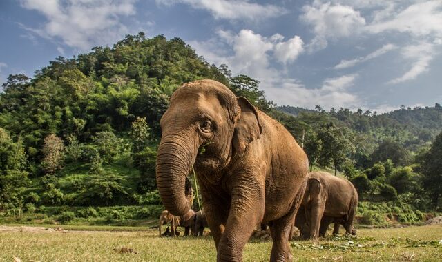 Μποτσουάνα: Σε κυανοβακτήρια οφείλονται οι μυστηριώδεις θάνατοι εκατοντάδων ελεφάντων