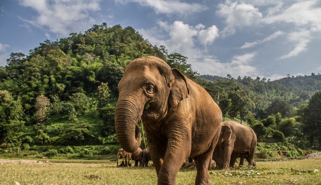 Μποτσουάνα: Σε κυανοβακτήρια οφείλονται οι μυστηριώδεις θάνατοι εκατοντάδων ελεφάντων