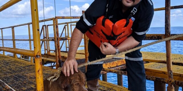 Κουτάβι βρέθηκε 135 μίλια από την ακτή και υιοθετήθηκε από εργάτη