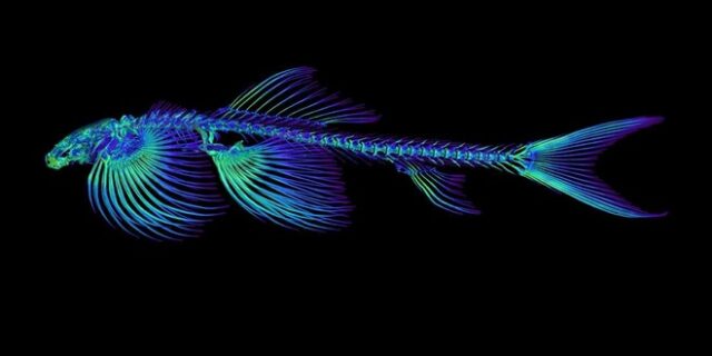 Ξεχάστε ό,τι ξέρατε: Τουλάχιστον 11 είδη ψαριών μπορούν να περπατήσουν στην ξηρά