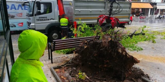 Κλάδεμα δέντρων: Και σε ιδιωτικούς χώρους η ευθύνη του Δήμου