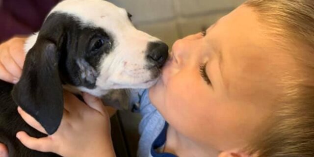 Αγοράκι με χειλεοσχιστία βρίσκει το άλλο του μισό σε κουτάβι με την ίδια σπάνια πάθηση